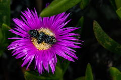 Oxythyrea marginalis