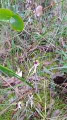 Caladenia tentaculata