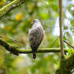 Rupornis magnirostris