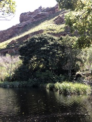 Podocarpus latifolius