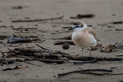 Charadrius marginatus