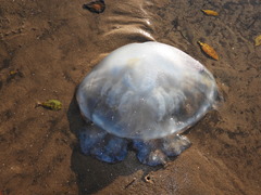 Rhizostomatoidea