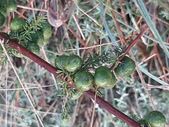 Asparagus acutifolius