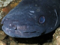 Conger verreauxi