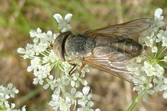 Atylotus latistriatus