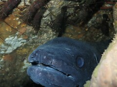 Conger verreauxi