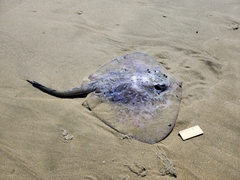 Bathytoshia brevicaudata