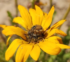 Lepithrix pseudolineata