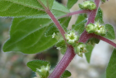 Parietaria officinalis