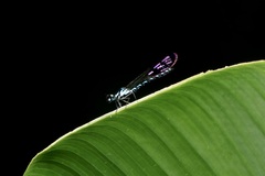 Heliocypha perforata