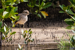 Burhinus vermiculatus