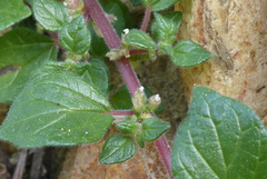 Parietaria officinalis