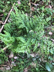 Adiantum formosum