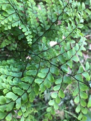 Adiantum formosum