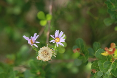 Felicia amelloides
