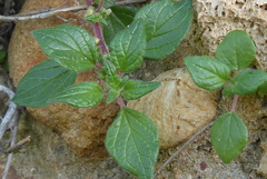 Parietaria officinalis