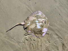 Bathytoshia brevicaudata