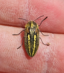Neojulodis picta
