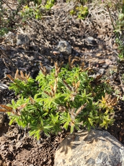 Argyrolobium barbatum