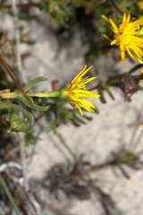 Lampranthus bicolor