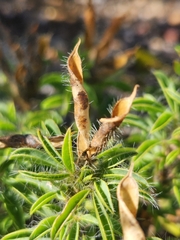 Argyrolobium barbatum