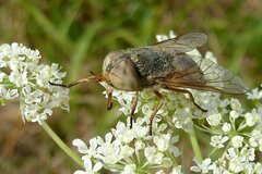 Atylotus latistriatus