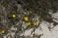 Lampranthus bicolor