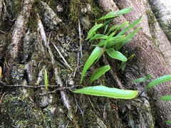 Pyrrosia confluens