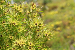 Leucadendron eucalyptifolium