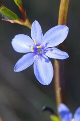 Aristea ecklonii