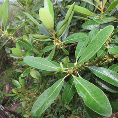 Sideroxylon inerme