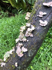 Schizophyllum