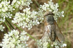 Atylotus latistriatus