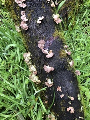 Schizophyllum