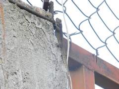 Sceloporus grammicus