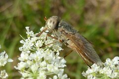 Atylotus latistriatus
