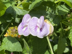 Centrosema pubescens