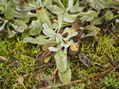 Helichrysum arenarium