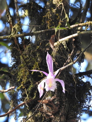 Pleione formosana