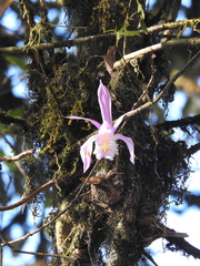 Pleione formosana