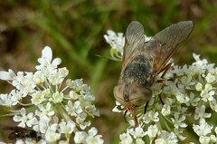 Atylotus latistriatus