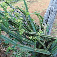 Cissus quadrangularis