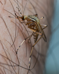 Aedes vittiger