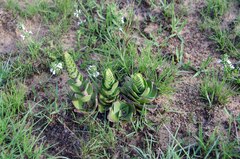 Crassula capitella nodulosa