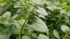 Salticidae