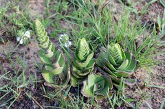 Crassula capitella nodulosa