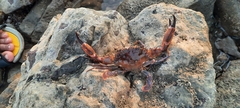 Charybdis hellerii