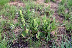 Crassula capitella nodulosa