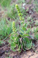 Crassula capitella nodulosa