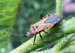 Aulacosternum nigrorubrum